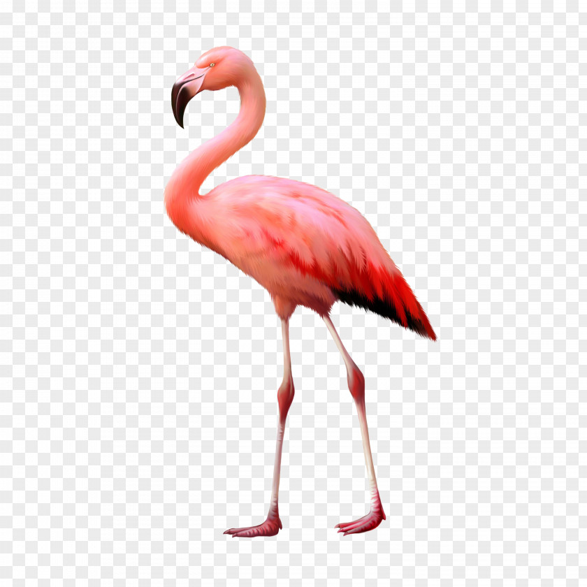 Flamingo Stock Photography Image Illustration PNG