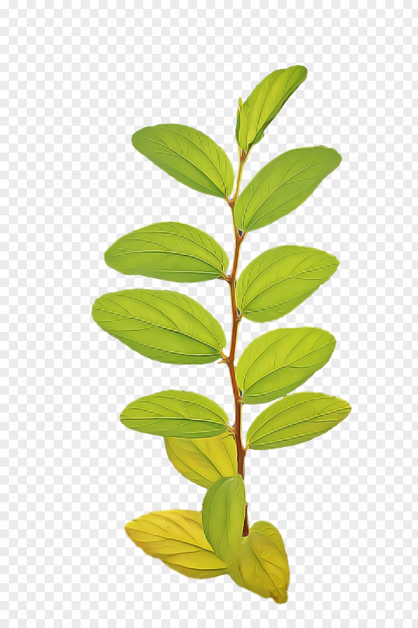 Leaf Plant Stem Tree Branch M-tree PNG