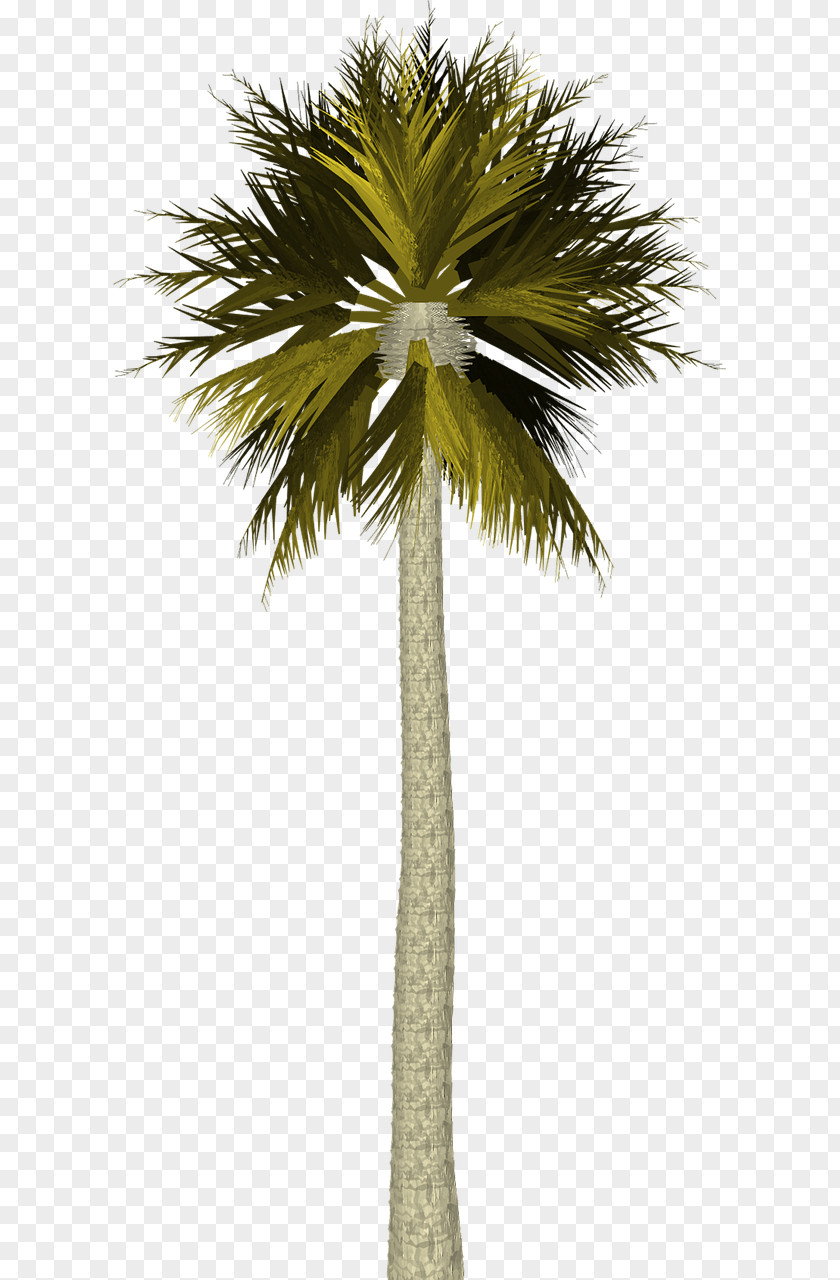 Palm Tree Clip Art Image Trees Adobe Photoshop PNG