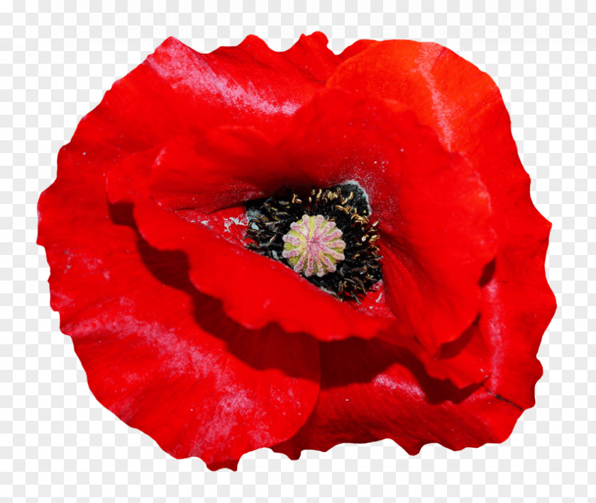 Pride Flowers Common Poppy Stock.xchng Poppies PNG