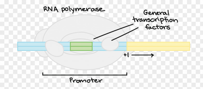 Transcription Factor Paper Line Technology Angle PNG