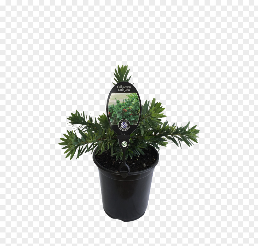Tree Houseplant Flowerpot Shrub PNG