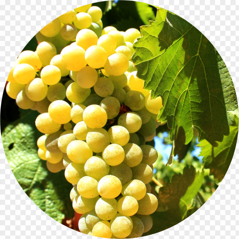 Types Of Wine Grapes Sultana Alicante Bouschet Varietal France Grape PNG