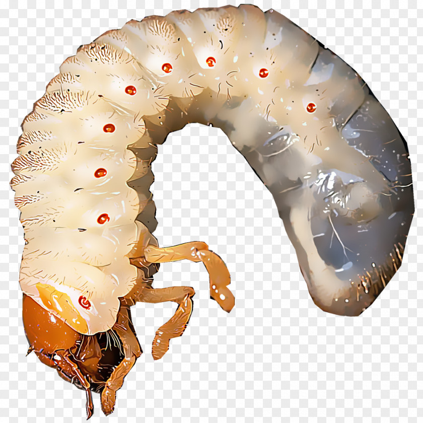 Beetle Japanese Cyclocephala Borealis Worm Pest PNG