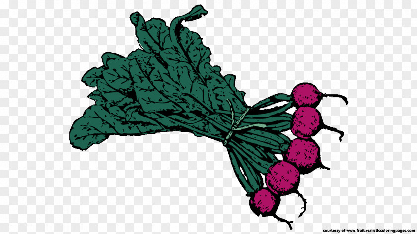 Beetroot Root Vegetables Clip Art PNG