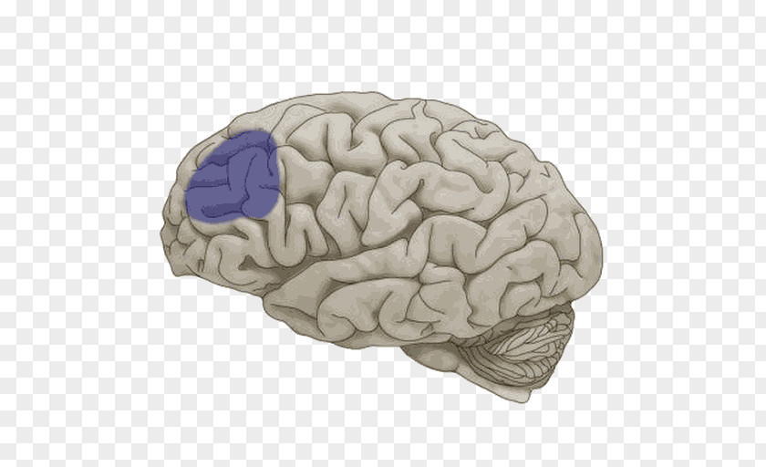 Brain Lobes Of The Frontal Lobe Temporal Cerebral Hemisphere PNG