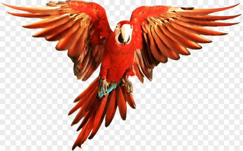 Cartoon Parrot Bird Scarlet Macaw Red-and-green Blue-and-yellow PNG