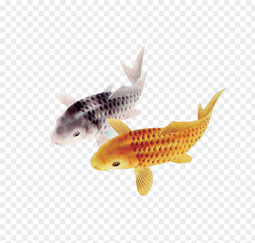 Fish Koi Pond Carassius Auratus PNG
