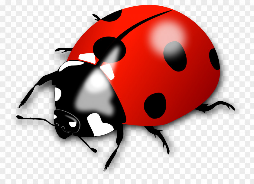 Ladybug Beetle Ladybird Clip Art PNG