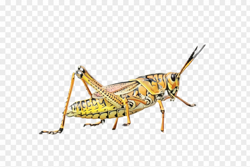 Macro Photography Cricket Insect Locust Grasshopper Cricket-like Pest PNG