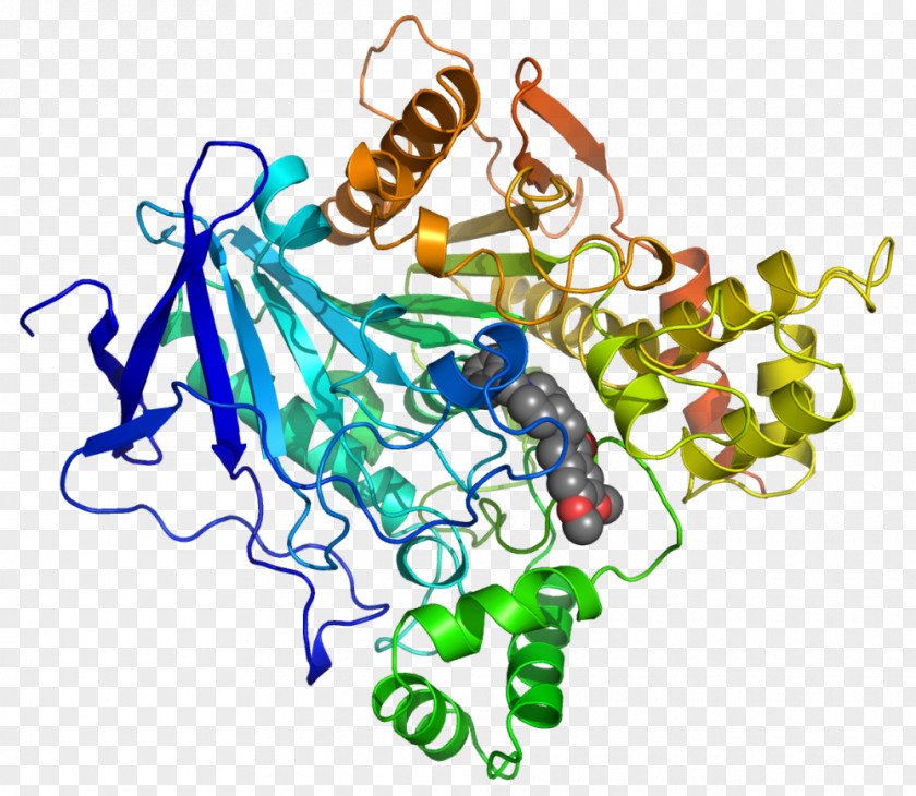 Nerve Structure Acetylcholinesterase Protein Donepezil Biochemistry PNG