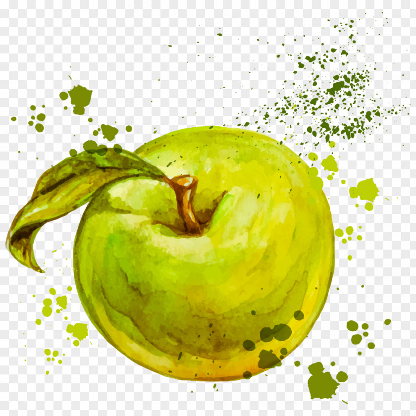 Vector Drawing Apple Watercolor Painting Royalty-free Illustration PNG