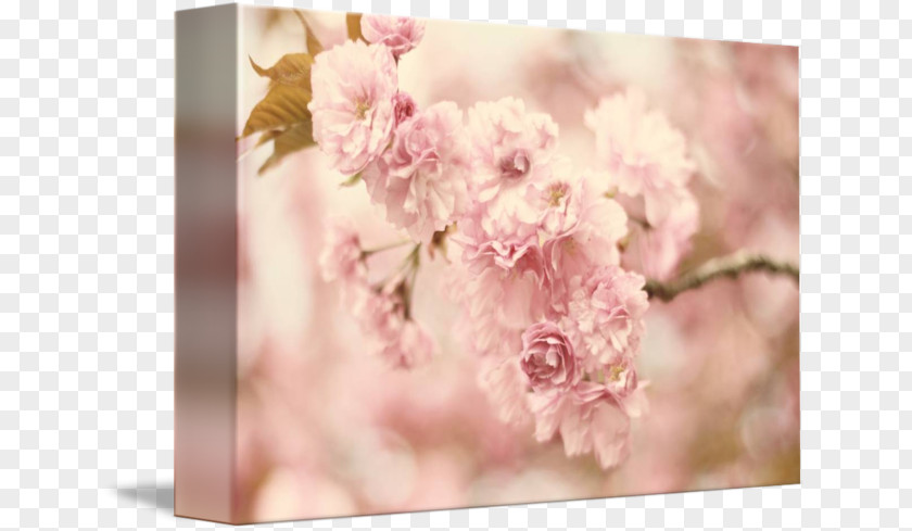 Cherry Blossom Petals Floral Design Flower Bouquet Tablou Canvas Petal PNG