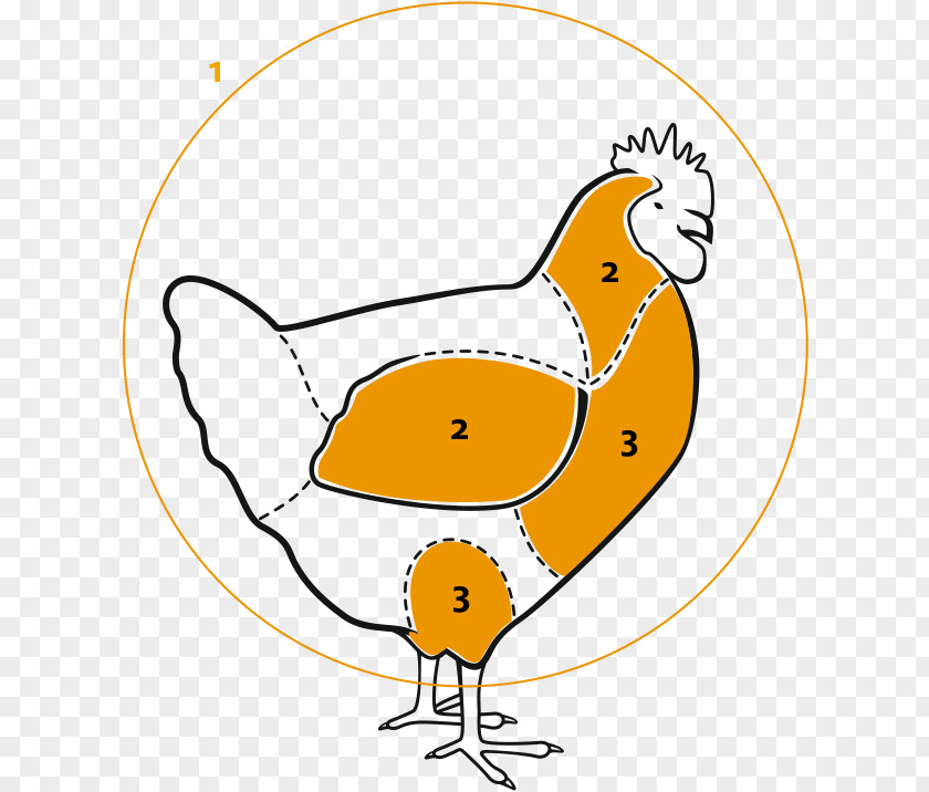 Chicken Clip Art Fauna Cartoon PNG