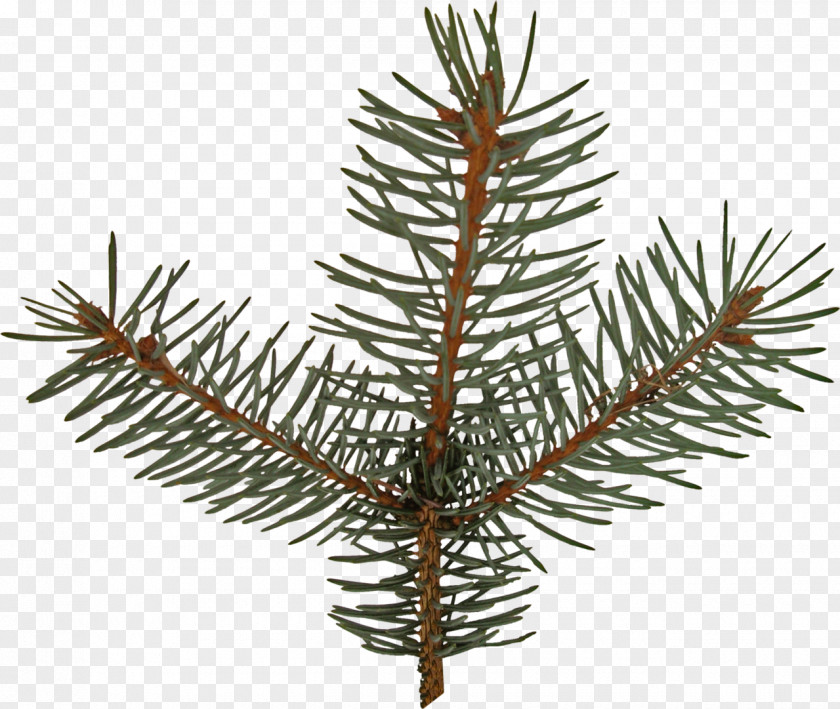 Christmas Tree Spruce Fir Pine Larch Ornament PNG