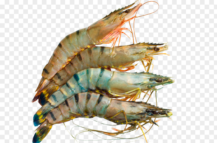 Giant Tiger Prawn Shrimp Prawns Seafood PNG tiger prawn Seafood, clipart PNG