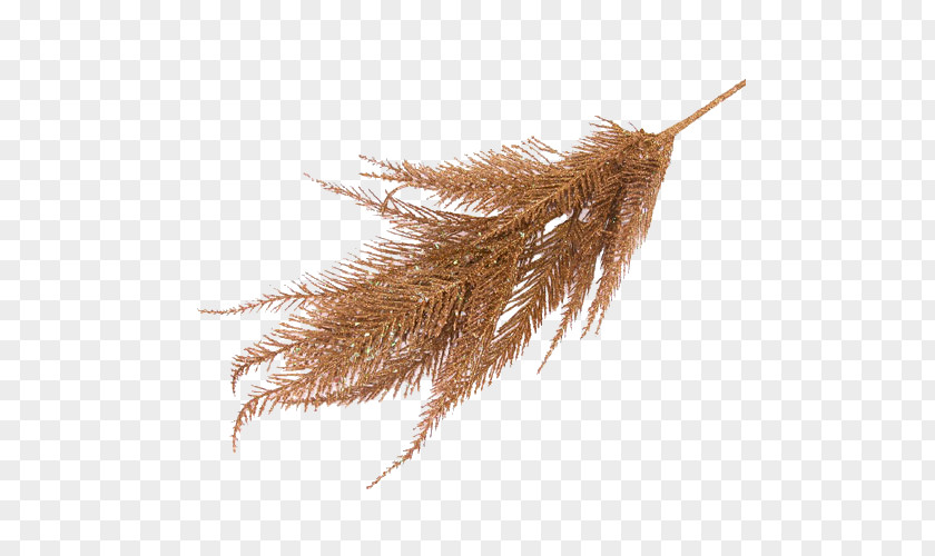 Grasses Commodity Family PNG