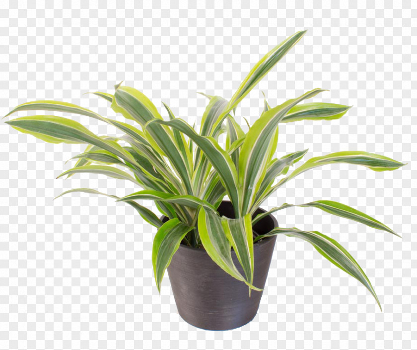 Plant Asplenium Nidus Houseplant Nymphaea Odorata Antiquum PNG