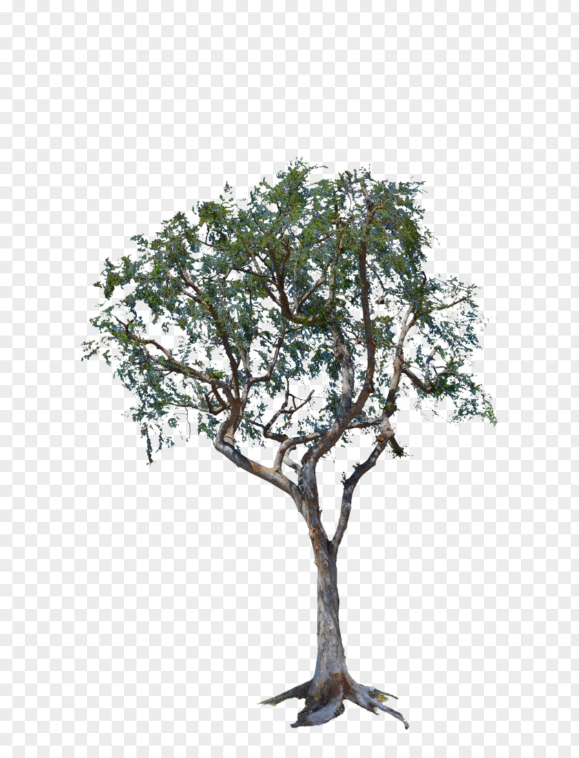 Share Woody Plant Tree Houseplant PNG