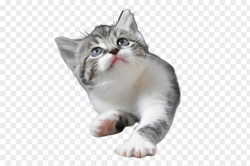 Tabby Cat Kitten Small To Medium-sized Cats Whiskers American Wirehair PNG