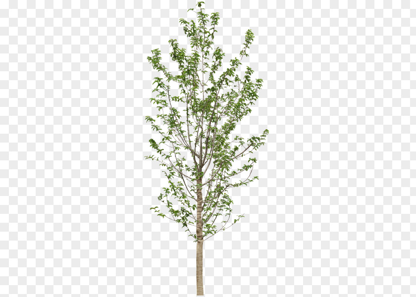 Tree Twig PNG