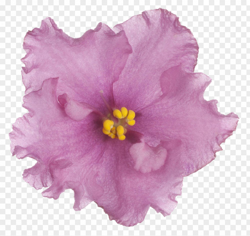 Violet Flower Clip Art PNG