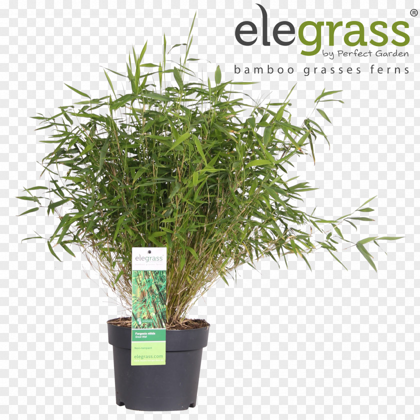 Bamboo Grasses Fargesia Murielae Garden Flowerpot PNG