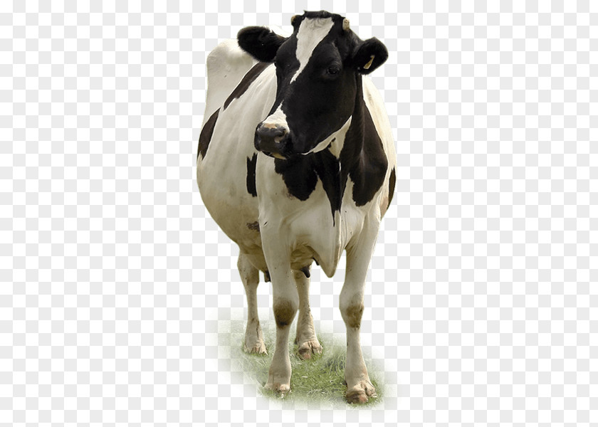 Calf Insignia Dairy Cattle Baka Miglioranza S.R.L. PNG