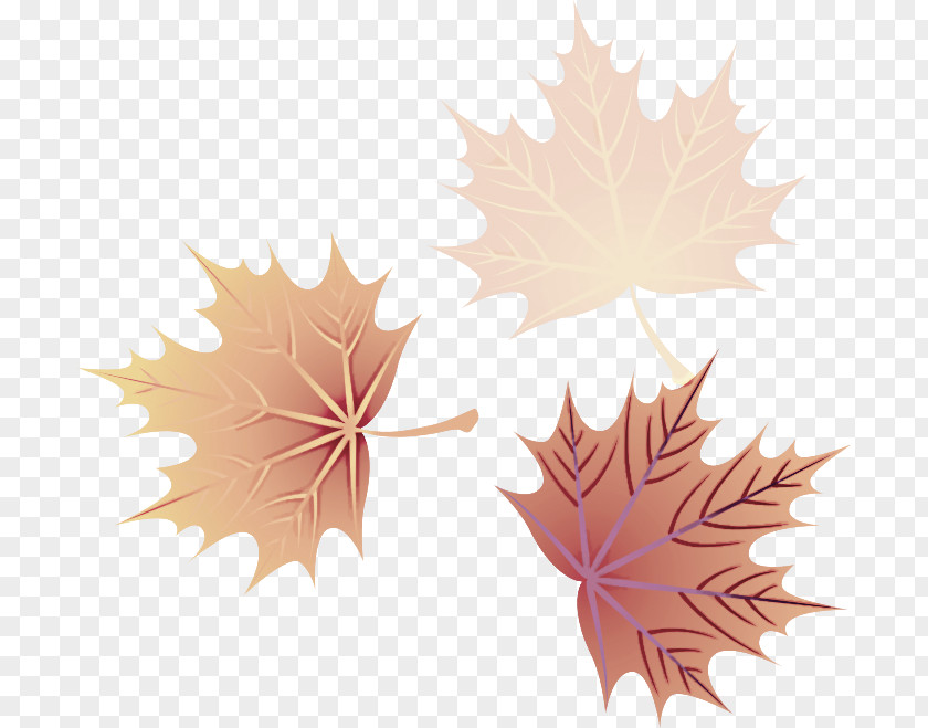 Deciduous Flowering Plant Maple Leaf PNG