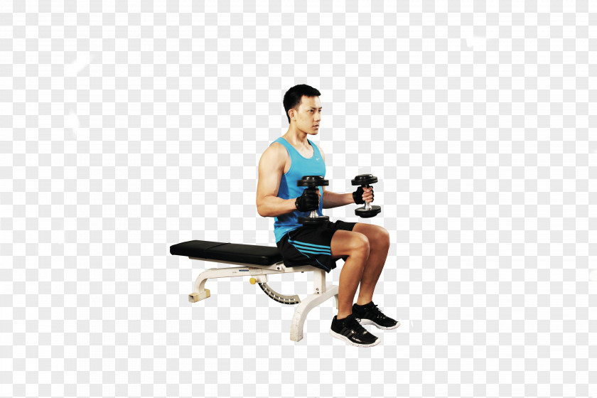 Dumbbell Biceps Curl Physical Fitness Bench PNG