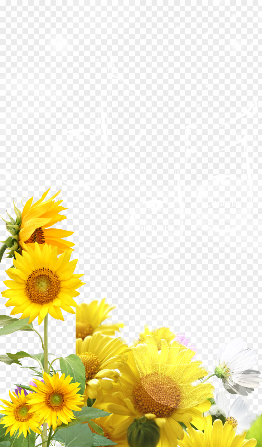 Sunshine Sunflower Background Material Common Download PNG