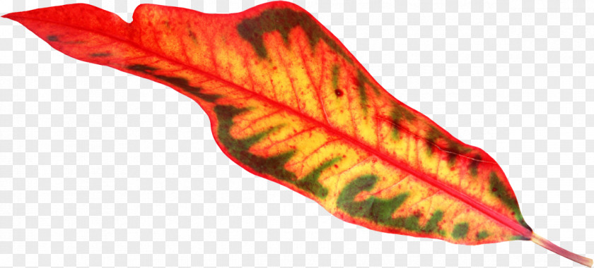 Leaf Petal Plant Chloroplast Vascular Bundle PNG