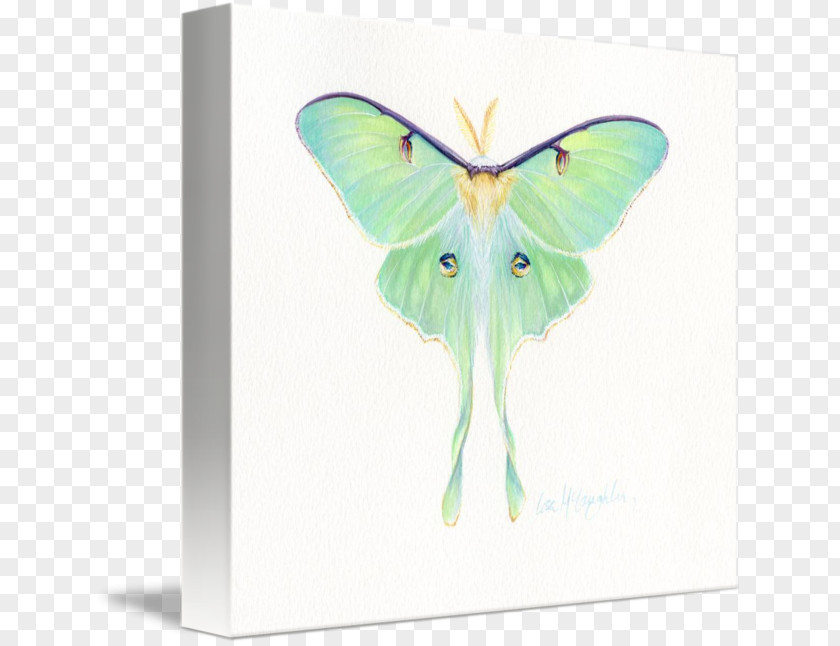 Luna Moth Butterfly Wing Technology PNG