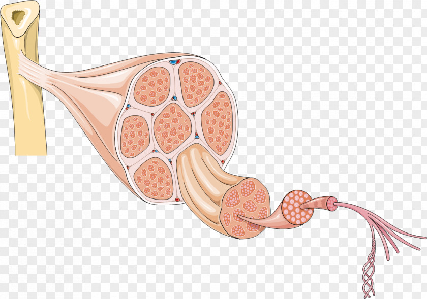 Muscles Smooth Muscle Tissue Myocyte Cell Human Body PNG