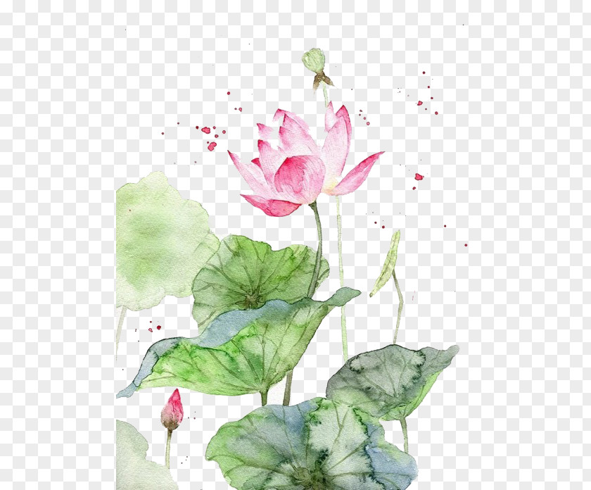 Pink Lotus Watercolor Painting Watercolour Flowers Art Chinese PNG