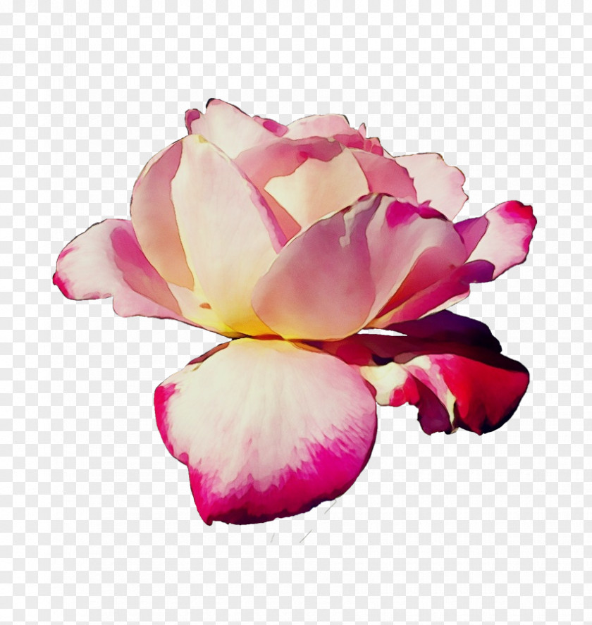 Rose Family Chinese Peony PNG