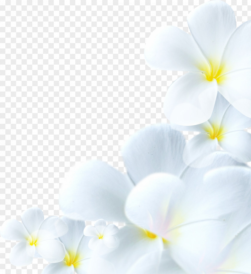 Flower Stock Photography Lilium PNG