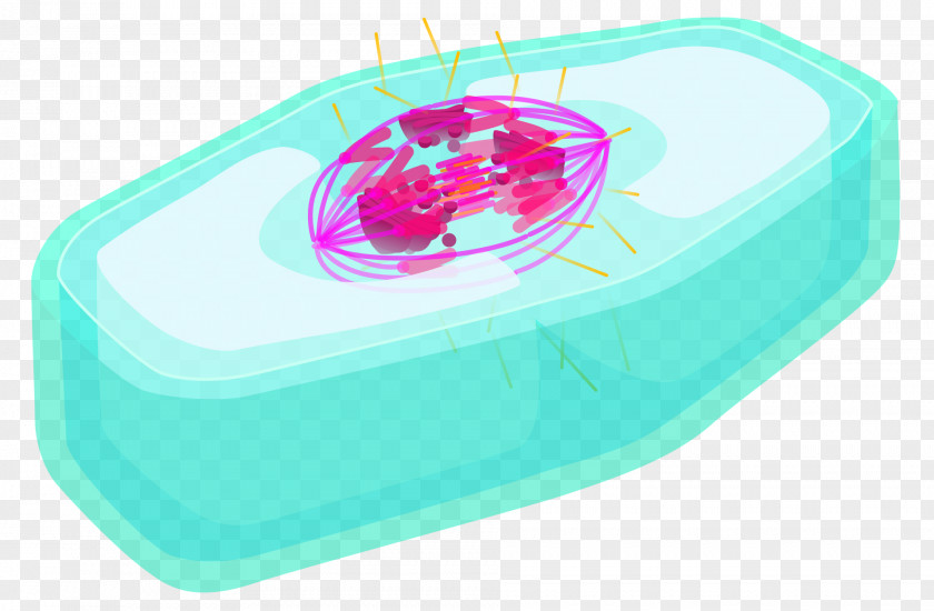 Mitosis/Cytokinesis Anaphase Prophase Cell PNG