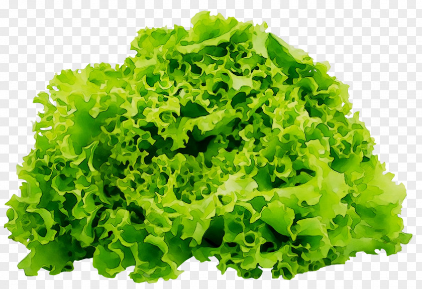 Romaine Lettuce Salad Red Leaf Organic PNG