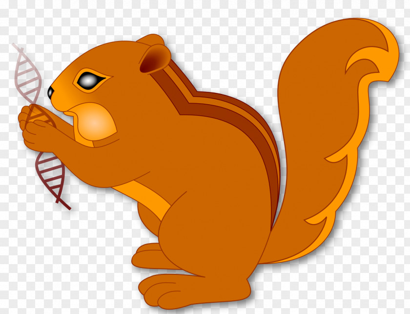Squirrel Whiskers Chipmunk Canidae Clip Art PNG