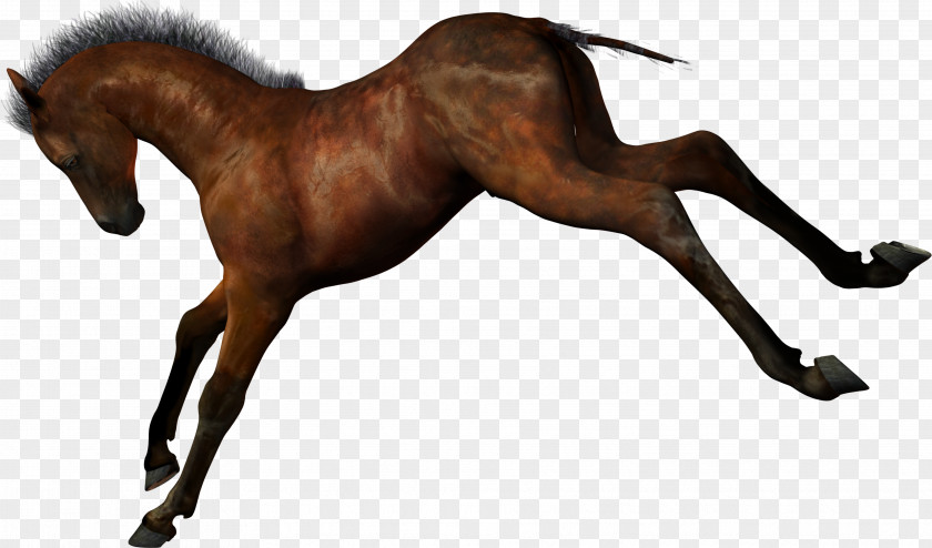 Arabian Ferghana Horse Stallion Foal Clip Art PNG