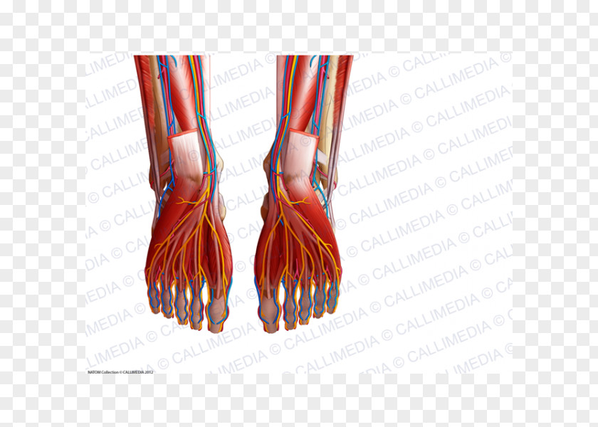 Arm Finger Blood Vessel Foot Anatomy Muscle PNG