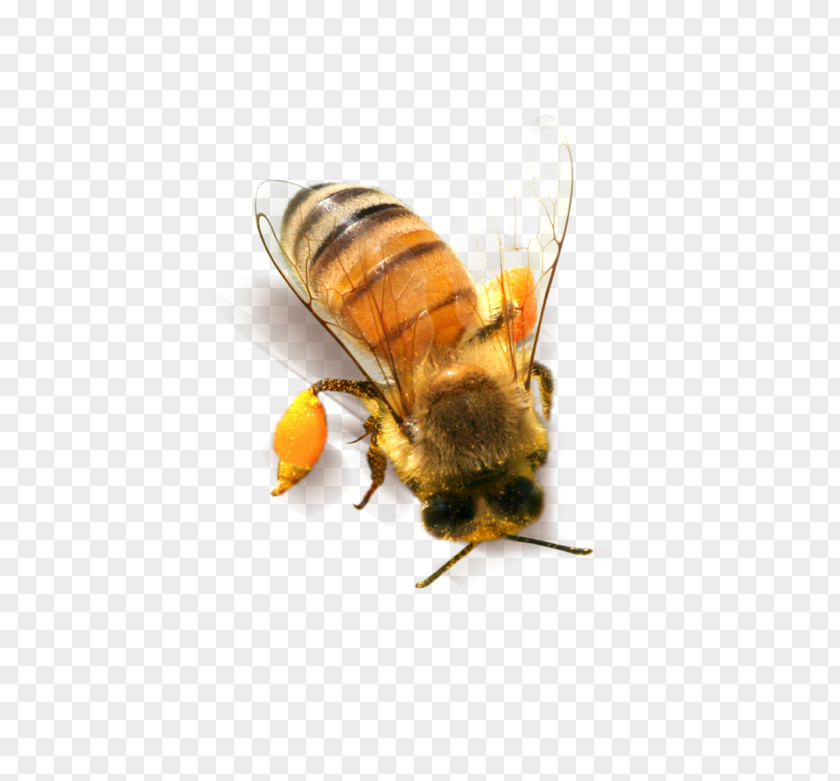 Bee Honeycomb Clip Art PNG