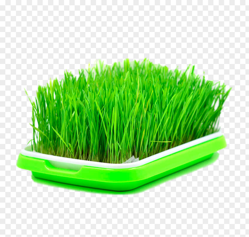 Box Barley Seed Wheatgrass Sowing Sprouting PNG
