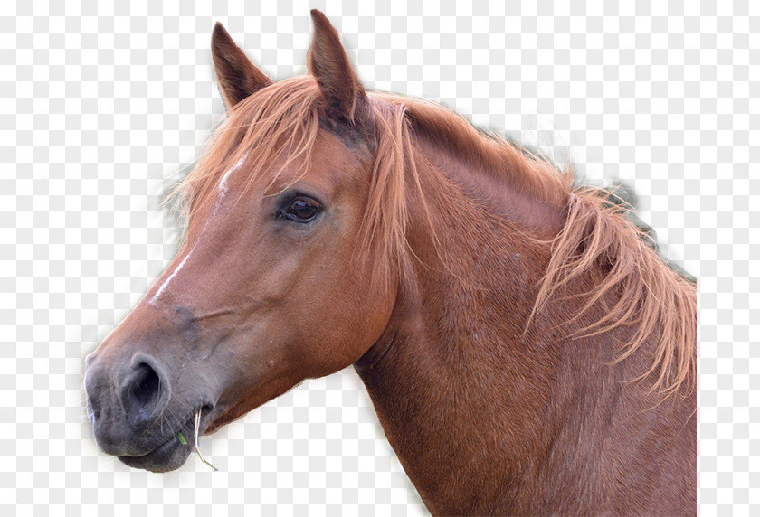 Farm Horse Mare Equestrian Equine Herpesvirus 1 Kirkland PNG