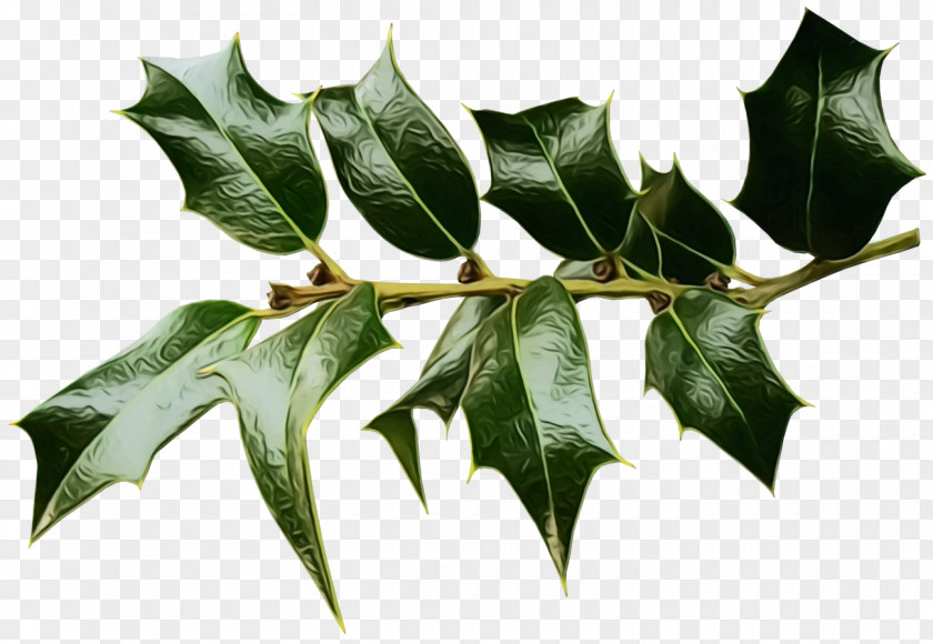 Plane American Holly PNG