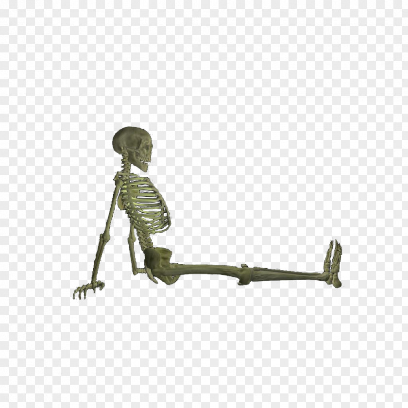Skeleton Bone Fracture Skull PNG