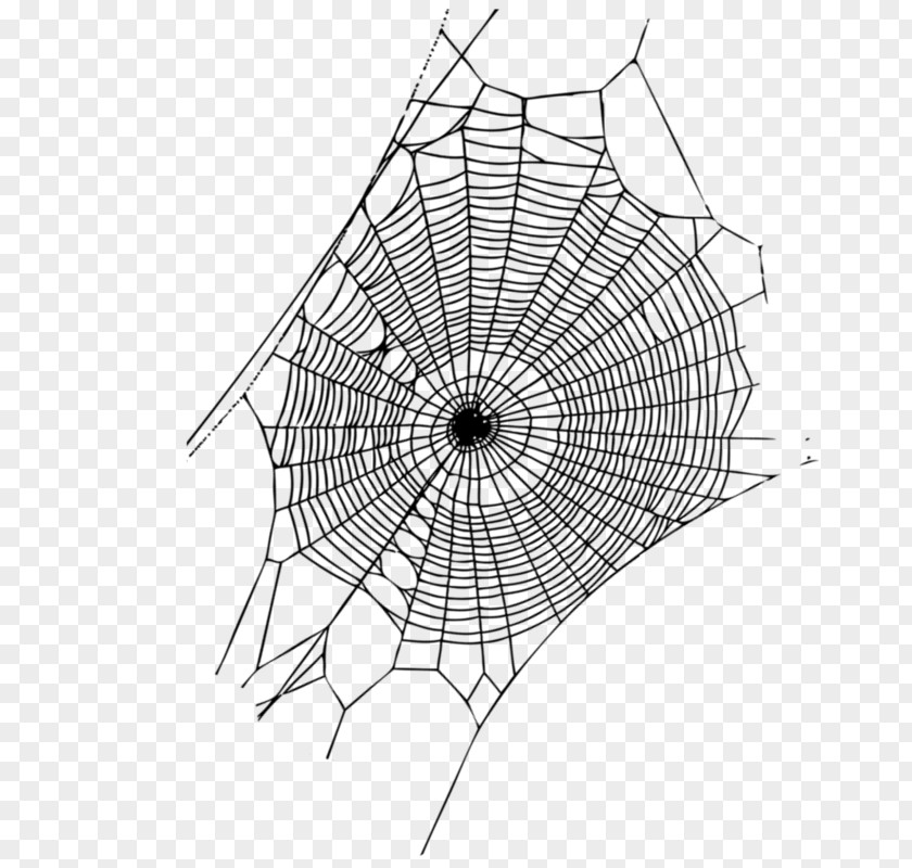 Spider Web Silk Page PNG