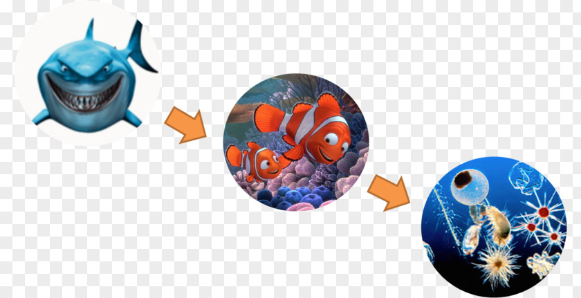 Bruce Nemo Finding Desktop Wallpaper Art PNG