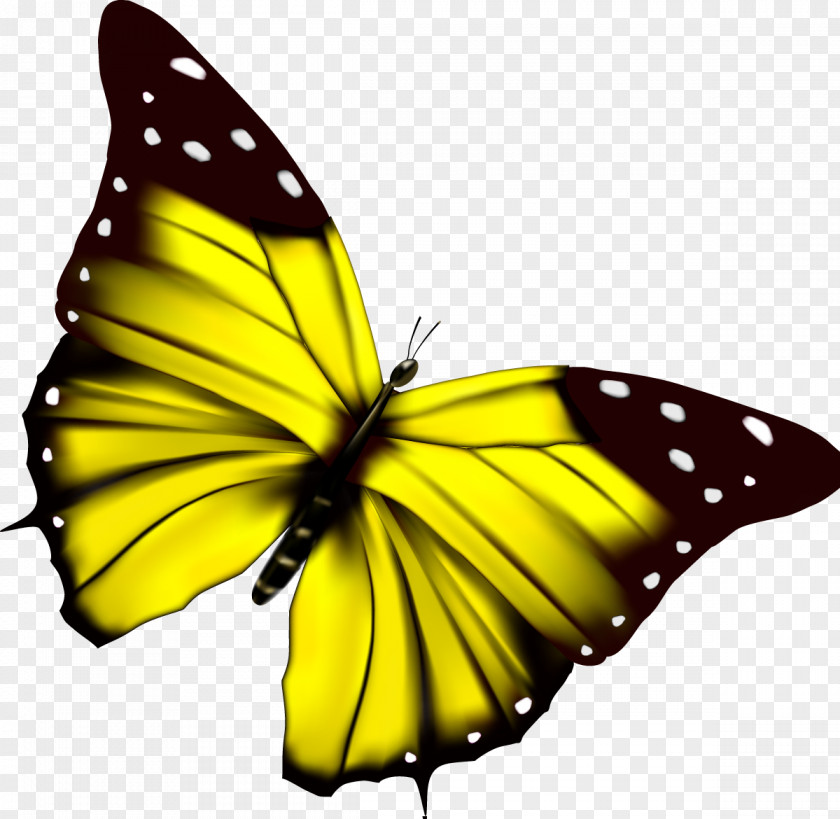 Butterfly Beautiful PNG